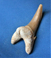 <i>Odontaspis robusta</i> - tooth