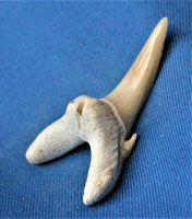<i>Odontaspis robusta</i> - tooth