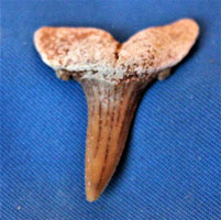 <i>Paranomotodon sp.</i> - tooth
