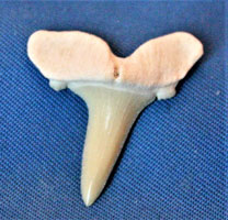 <i>Paranomotodon sp.</i> - tooth