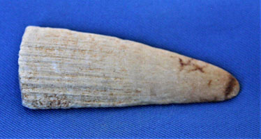 <i>Pristis lathami</i> - rostral tooth