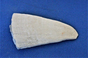 <i>Pristis mucrodens</i> - rostral tooth