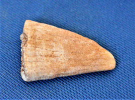 <i>Pristis mucrodens</i> - rostral tooth