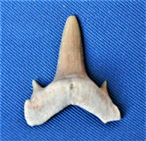 <i>Protolamna sokolovi</i> - tooth