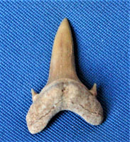 <i>Protolamna sokolovi</i> - tooth