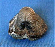 <i>Ptycodus decurrens</i> - tooth