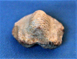 <i>Ptycodus decurrens</i> - tooth