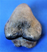 <i>Ptycodus mortoni</i> - tooth