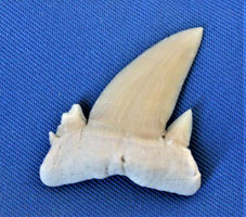 <i>Serratolamna asheroni</i> - tooth