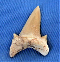 <i>Serratolamna asheroni</i> - tooth