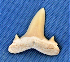 <i>Serratolamna koerti</i> - tooth