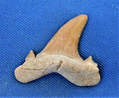 <i>Serratolamna lerichei</i> - tooth