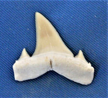 <i>Serratolamna lerichei</i> - tooth