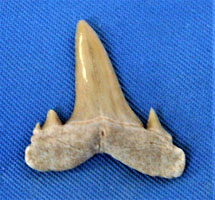 <i>Serratolamna serrata</i> - tooth