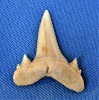 <i>Serratolamna serrata</i> - tooth