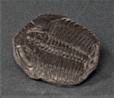<i>Elrathia kingii</i> - fossil trilobite