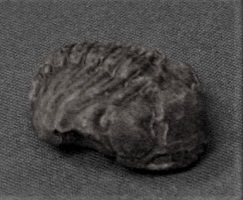 <i>Phacops</i> - fossil trilobite