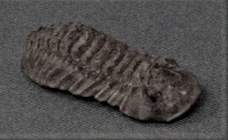 <i>Phacops</i> - fossil trilobite