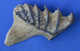 <i>Ceratodus</i> - tooth