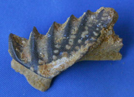 <i>Ceratodus</i> - tooth