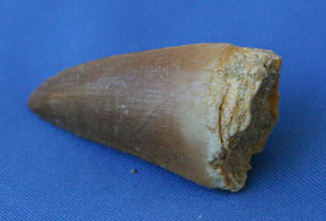 <i>Leiodon anceps</i> - Mosasaur tooth