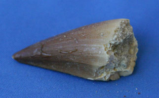 <i>Mosasaurus beaugei</i> - tooth