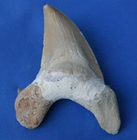 <i>Otodus obliquus</i> - tooth