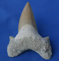 <i>Otodus obliquus<i> - tooth