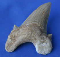 <i>Otodus obliquus</i> - tooth