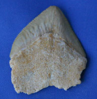 <i>Squalicorax pristodontus</i> - tooth