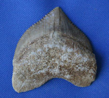 <i>Squalicorax pristodontus</i> - tooth