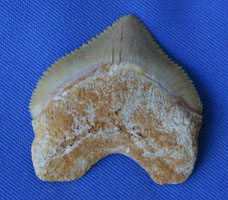 <i>Squalicorac pristodontus</i> - tooth
