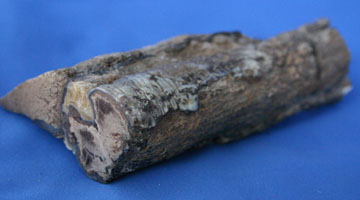 Blue Forest limb cast