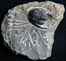 Fossils-Trilobites-Cornuproetus%20124-95.jpg