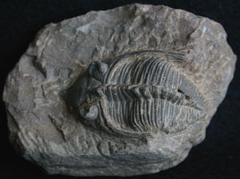 Fossils-Trilobites-Huntonia%20124-95.jpg
