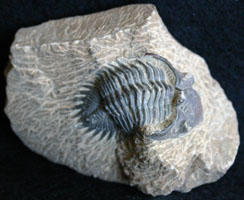 Fossils-Trilobites-Kayserops%2075-95.jpg