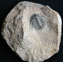 Fossils-Trilobites-Ketneraspis%20149-95.jpg
