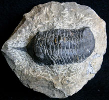 Fossils-Trilobites-Morocconitis%2099-95.jpg