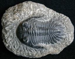 Fossils-Trilobites-Neometacanthus%2045-95.jpg