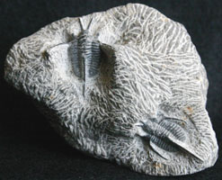 Fossils-Trilobites-Onnia%20side%20A.jpg